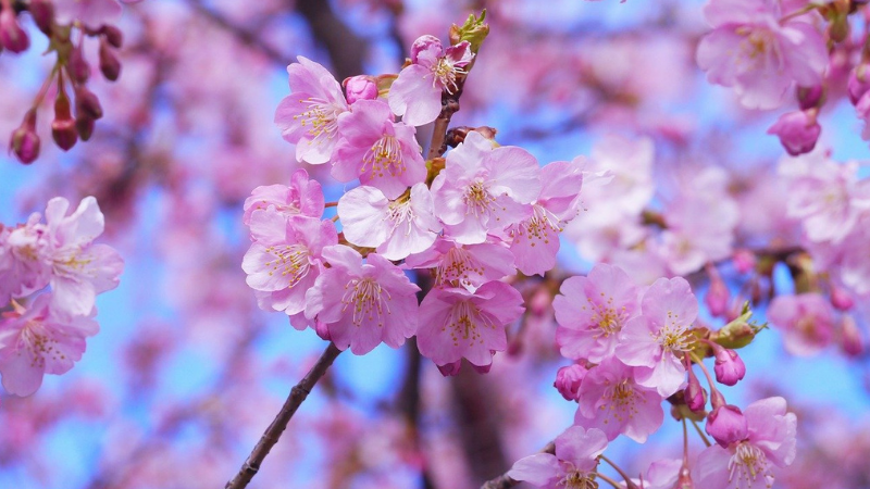 春の桜と宇治抹茶のモンブラン,シャトレーゼ,カロリー
